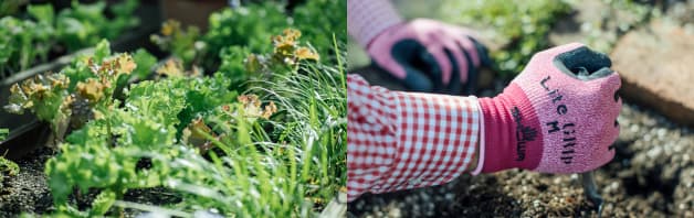 園芸研究家・はたさんに聞く！今日からできる家庭菜園入門